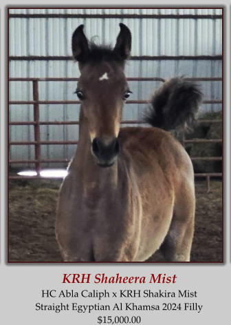 KRH Shaheera Mist HC Abla Caliph x KRH Shakira Mist Straight Egyptian Al Khamsa 2024 Filly $15,000.00