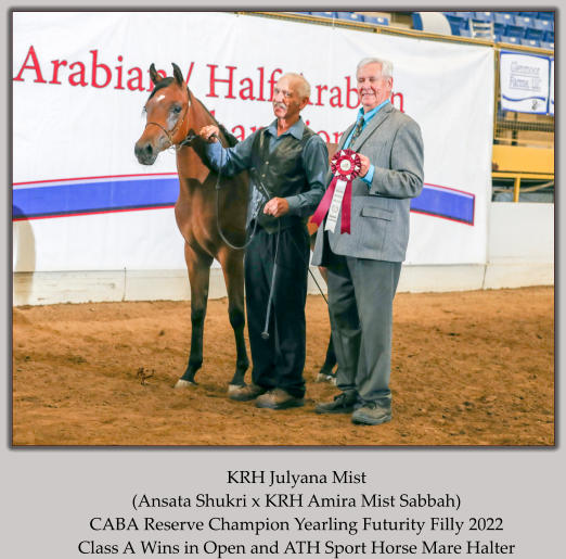 KRH Julyana Mist (Ansata Shukri x KRH Amira Mist Sabbah) CABA Reserve Champion Yearling Futurity Filly 2022 Class A Wins in Open and ATH Sport Horse Mare Halter