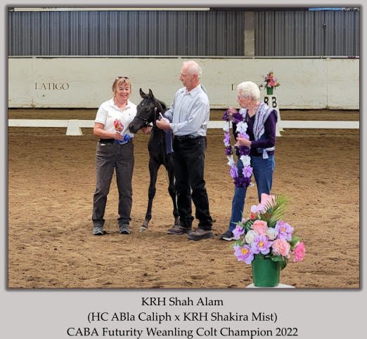 KRH Shah Alam (HC ABla Caliph x KRH Shakira Mist) CABA Futurity Weanling Colt Champion 2022