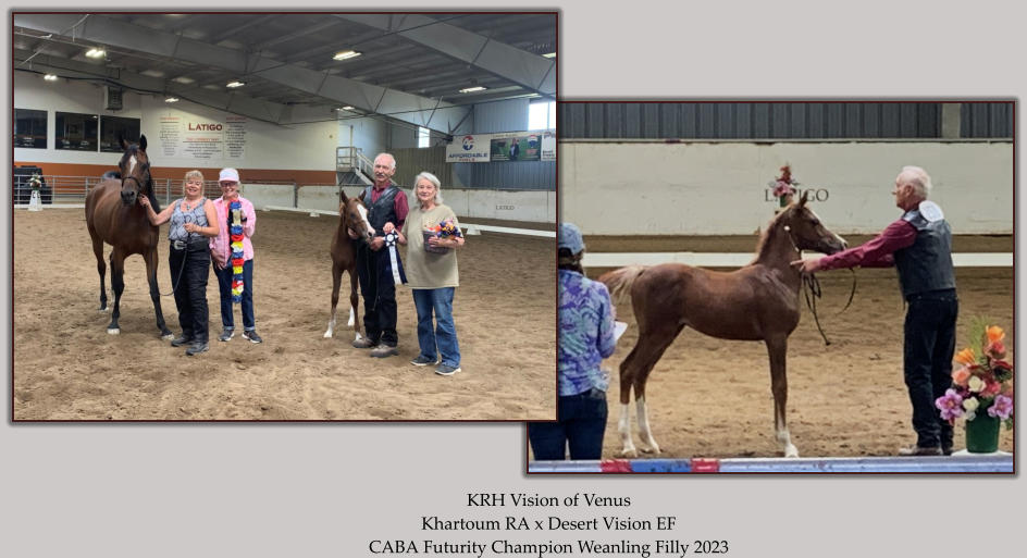 KRH Vision of Venus Khartoum RA x Desert Vision EF CABA Futurity Champion Weanling Filly 2023