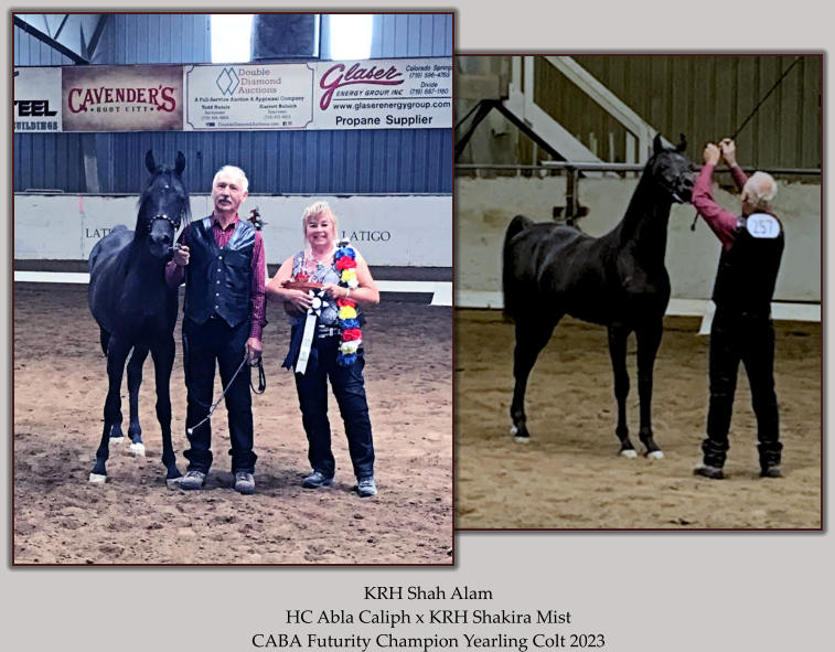 KRH Shah Alam HC Abla Caliph x KRH Shakira Mist CABA Futurity Champion Yearling Colt 2023