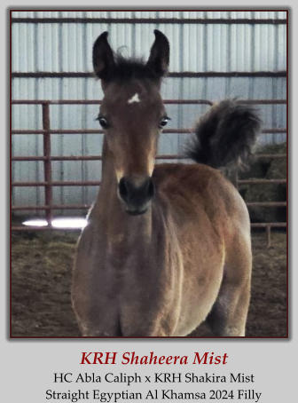 KRH Shaheera Mist HC Abla Caliph x KRH Shakira Mist Straight Egyptian Al Khamsa 2024 Filly