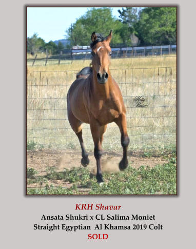 KRH Shavar Ansata Shukri x CL Salima Moniet Straight Egyptian  Al Khamsa 2019 Colt SOLD