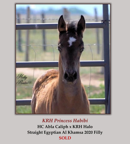 KRH Princess Habibi HC Abla Caliph x KRH Halo Straight Egyptian Al Khamsa 2020 Filly SOLD